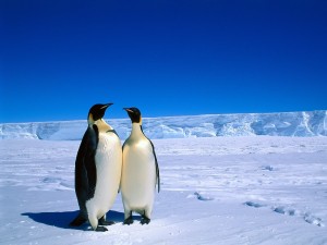 0Emperor_Penguins_Antarctica