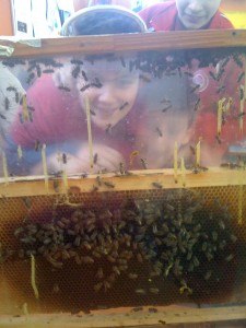 Μελισσοκομία στο Μουσείο Πειραμάτων
