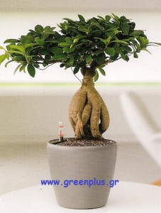 Αυτοποτιζόμενη γλάστρα με Ficus Ginseng