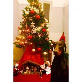 Διαγωνισμός με δώρο χριστουγεννιάτικες Λιχουδιές σκύλων