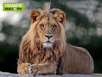 Διαγωνισμός Cosmote με δώρο οικογενειακά εισιτήρια για το Αττικό Ζωολογικό Πάρκο