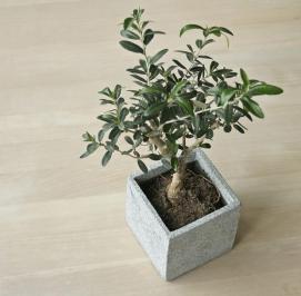 Διαγωνισμός με δώρο μία υπέροχη γλάστρα με ελιά Διαγωνισμός με δώρο μία υπέροχη γλάστρα με ελιά